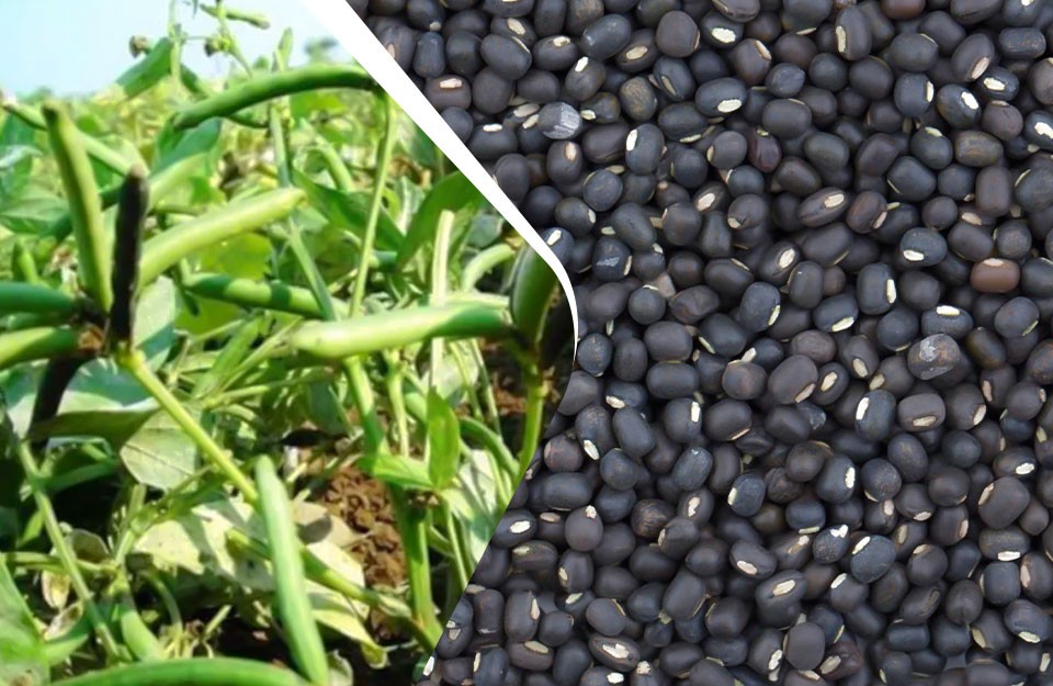 Urad Seeds K-75 image a