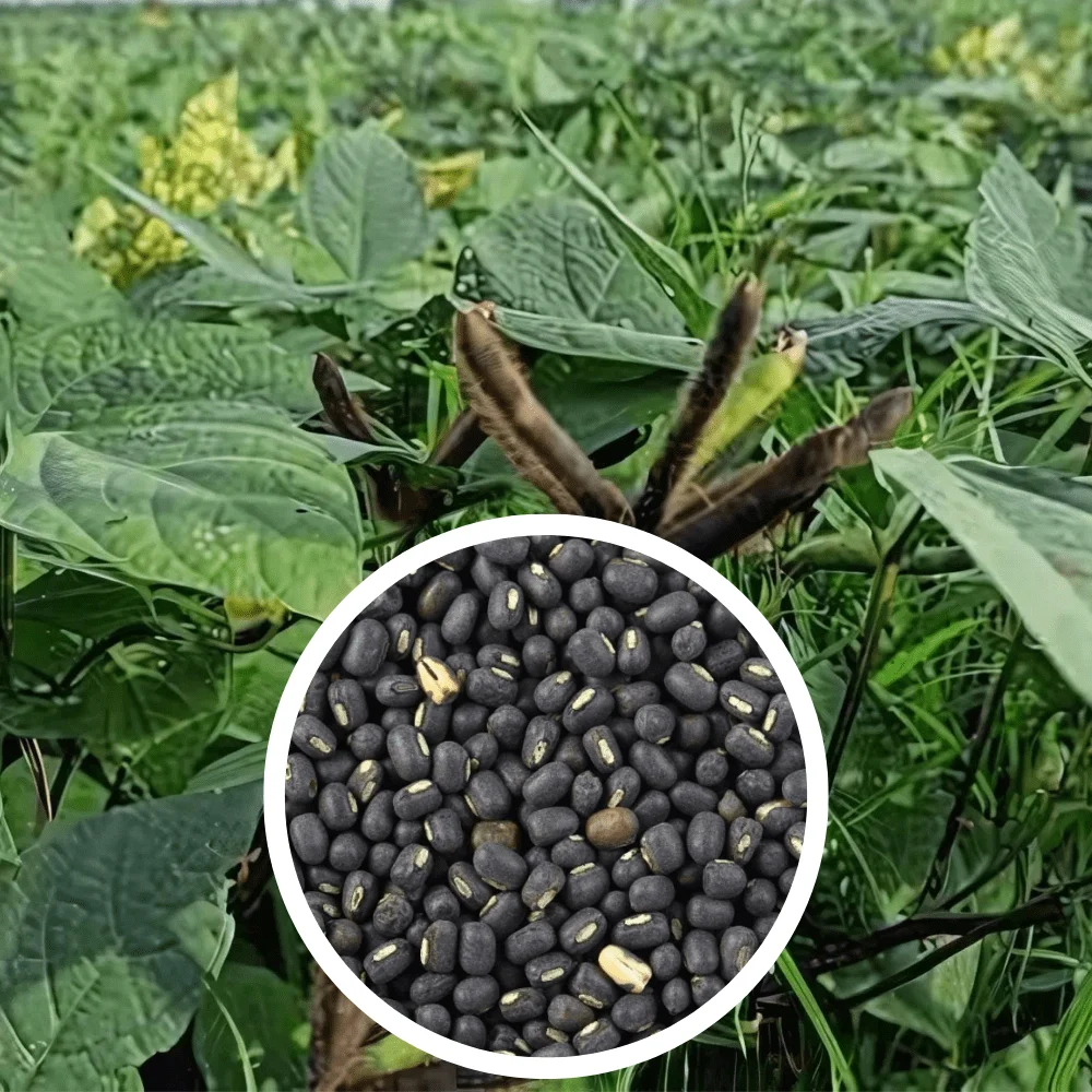 Urad Seeds K-75 image b