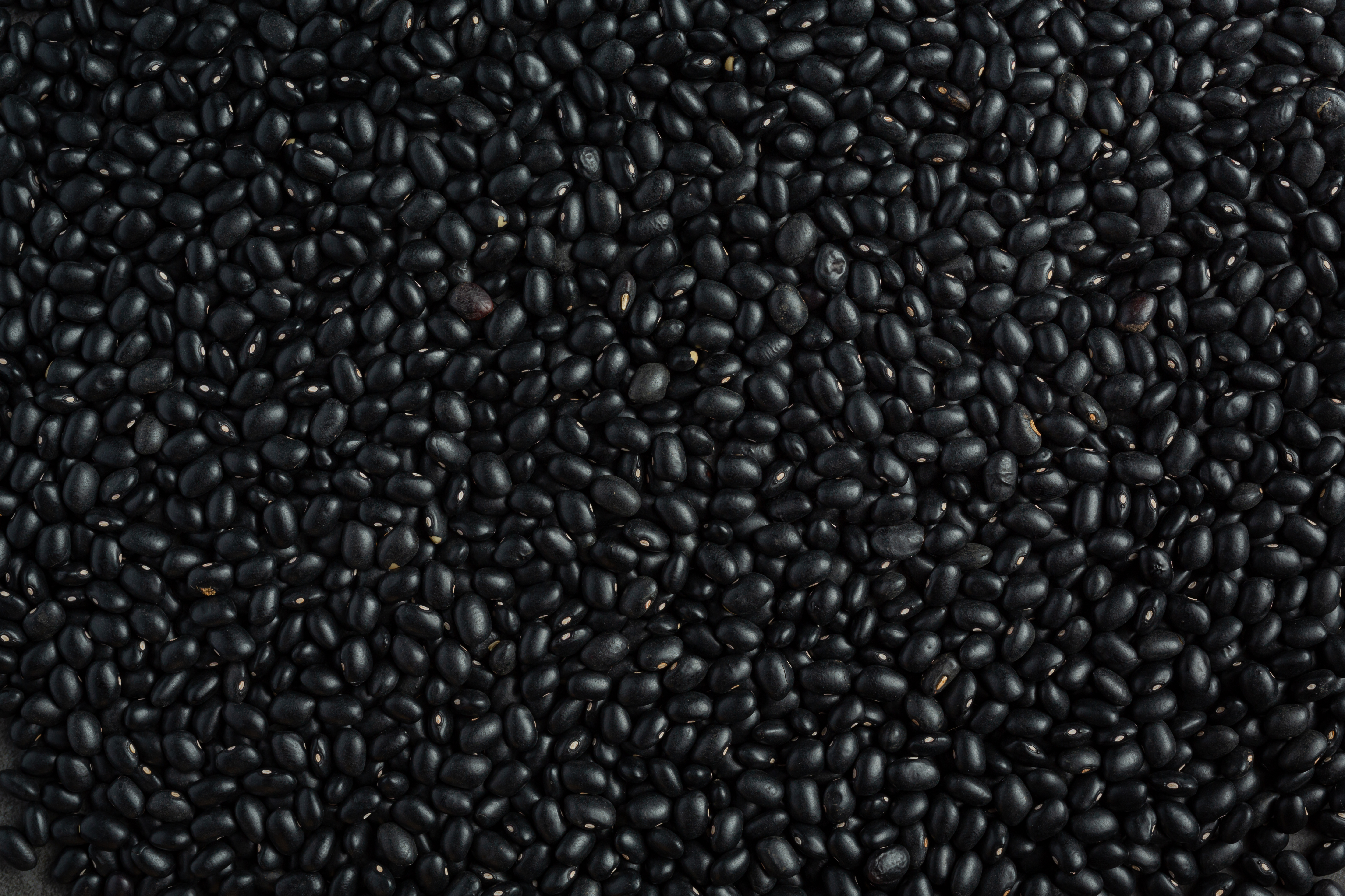 Urad Seeds K-75 image c