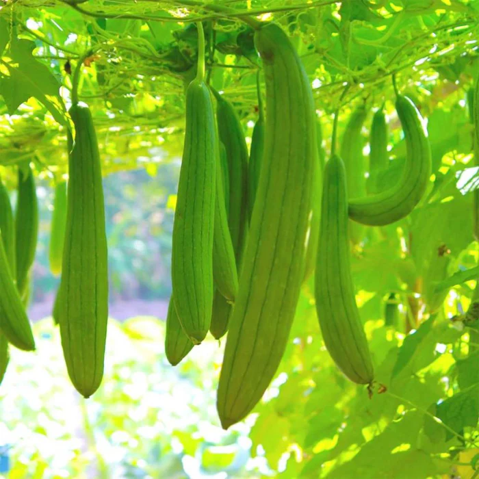 Sponge Gourd - Loknath image c