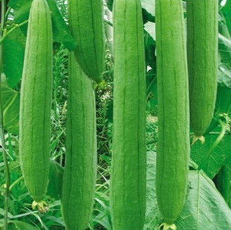 Satputiya Special Jhigni image b