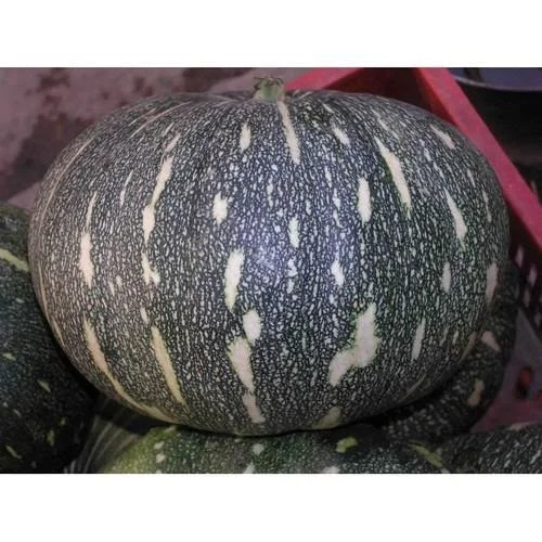 Pumpkin Hybrid F1 - 555 image b