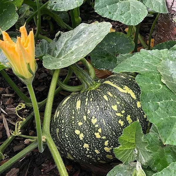 Pumpkin Hybrid F1 - 555 image c