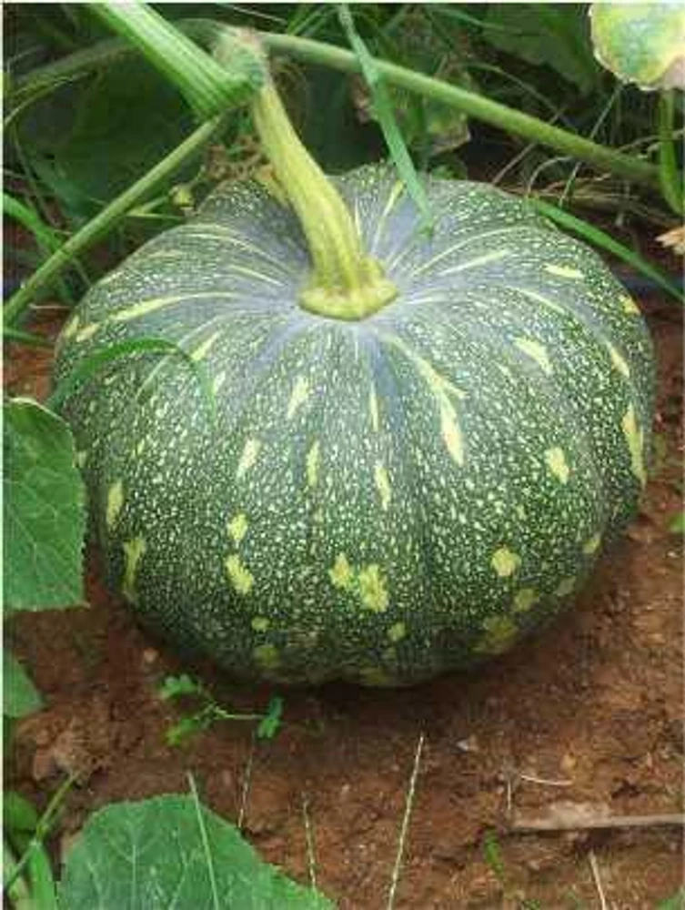 Pumpkin Hybrid F1 - 555 image d
