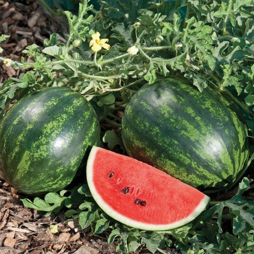 Water Melon Sweety image b