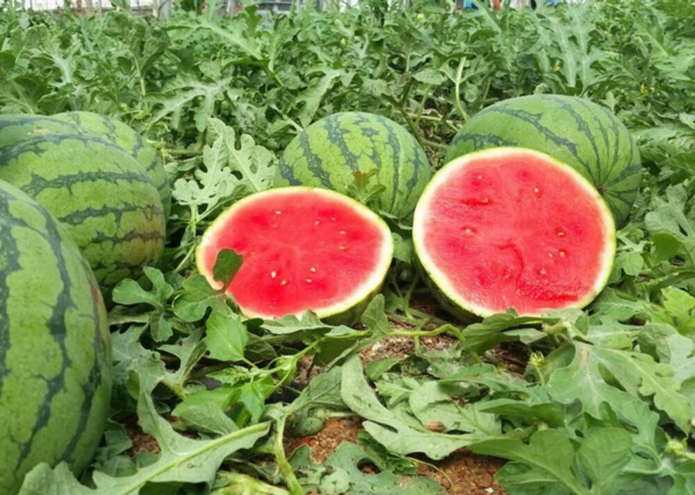 Water Melon Sweety image c