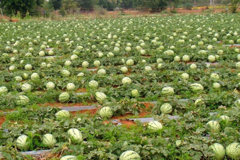 Water Melon Sugar Baby image b