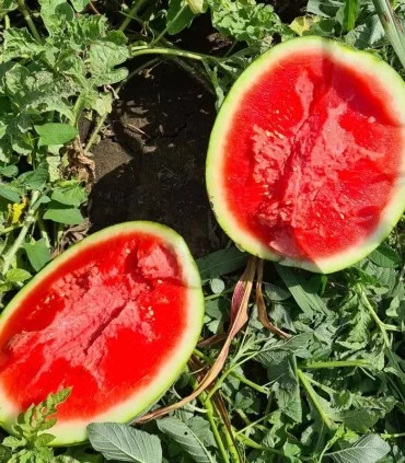Water Melon Sugar Baby image c