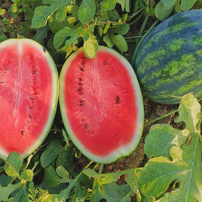 Water Melon Sugar Baby image d