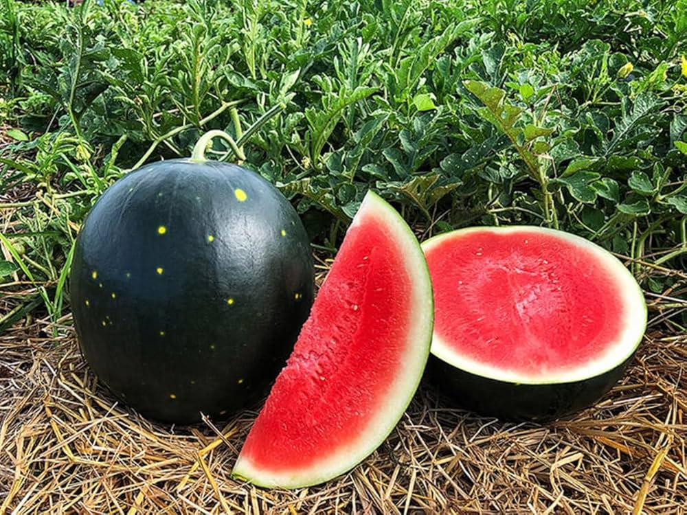 WaterMelon Don Seeds image b