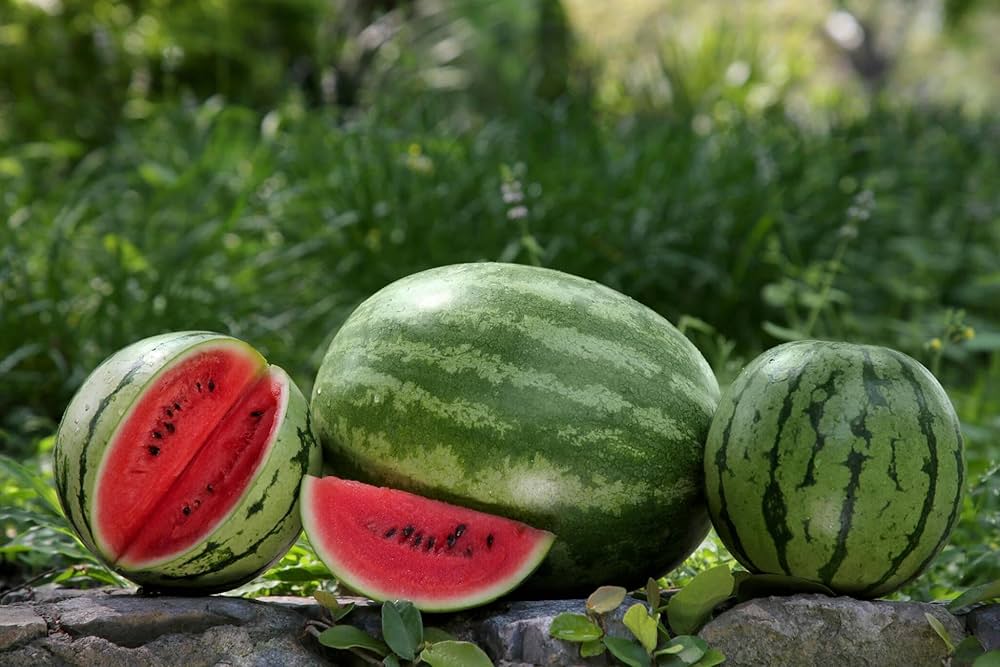 WaterMelon Don Seeds image c