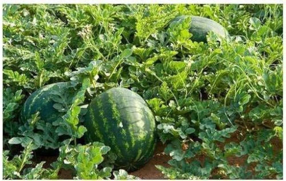 WaterMelon Don Seeds image d