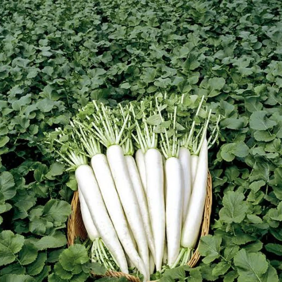 Radish Seeds Menuarly image b