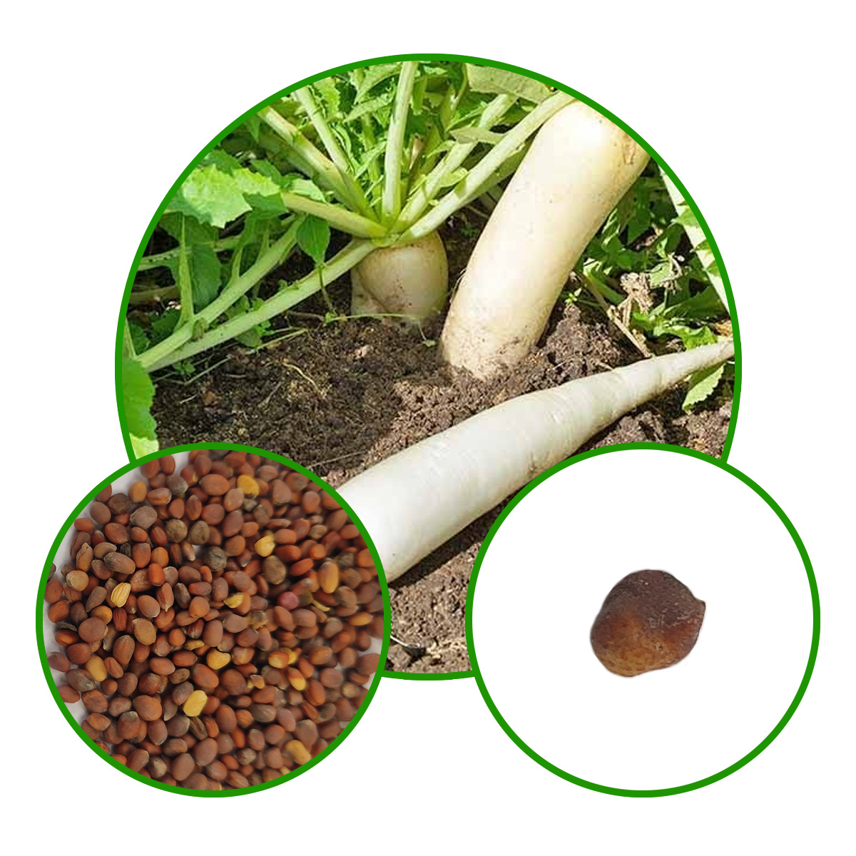 Radish Seeds Menuarly image d