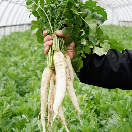 Radish Seeds Long Chatak image a