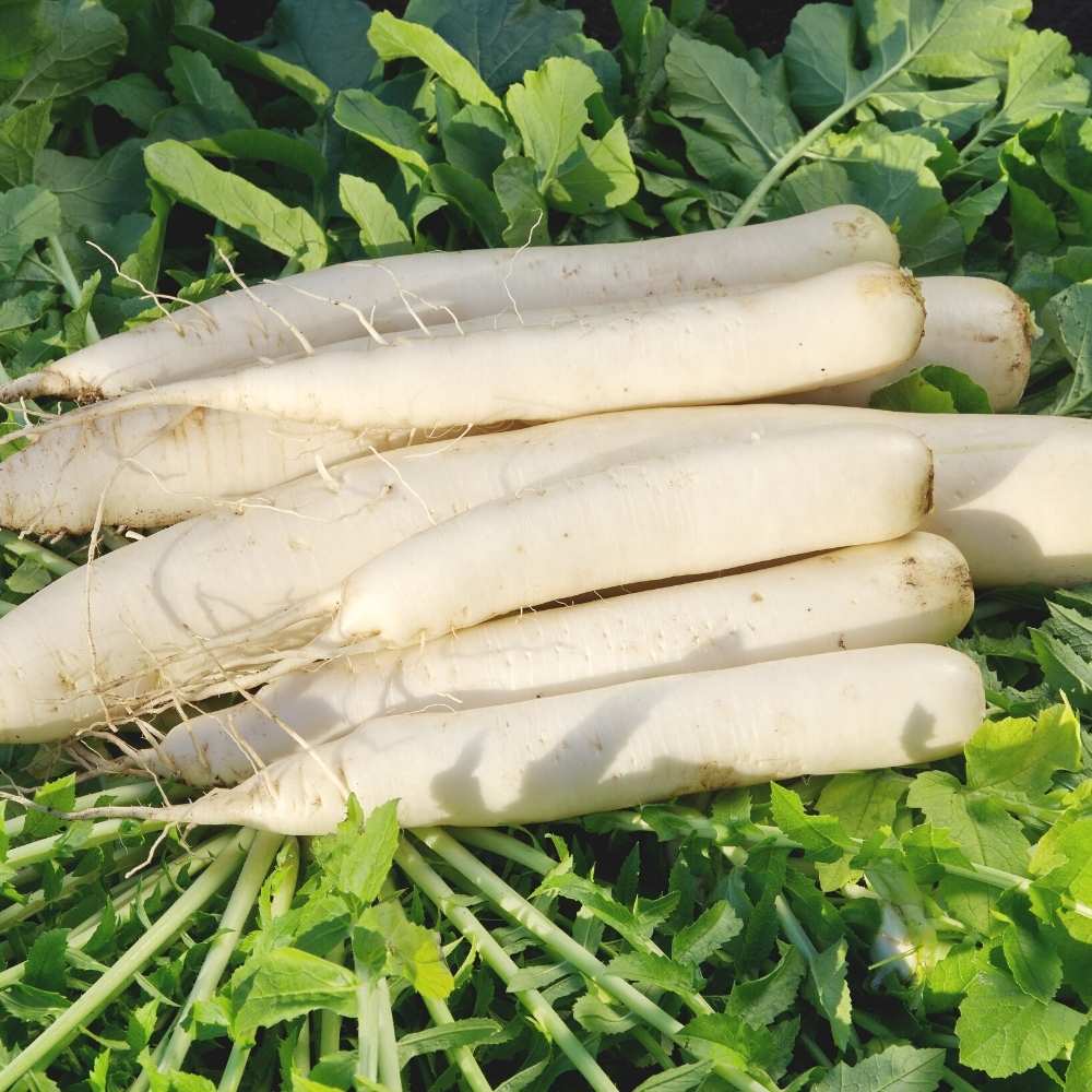 Radish Seeds Long Chatak image c