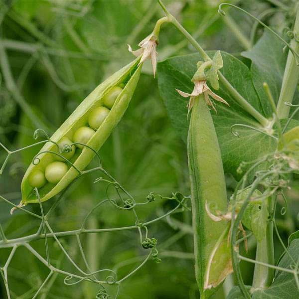 Pea Seeds PSM - 3 image a