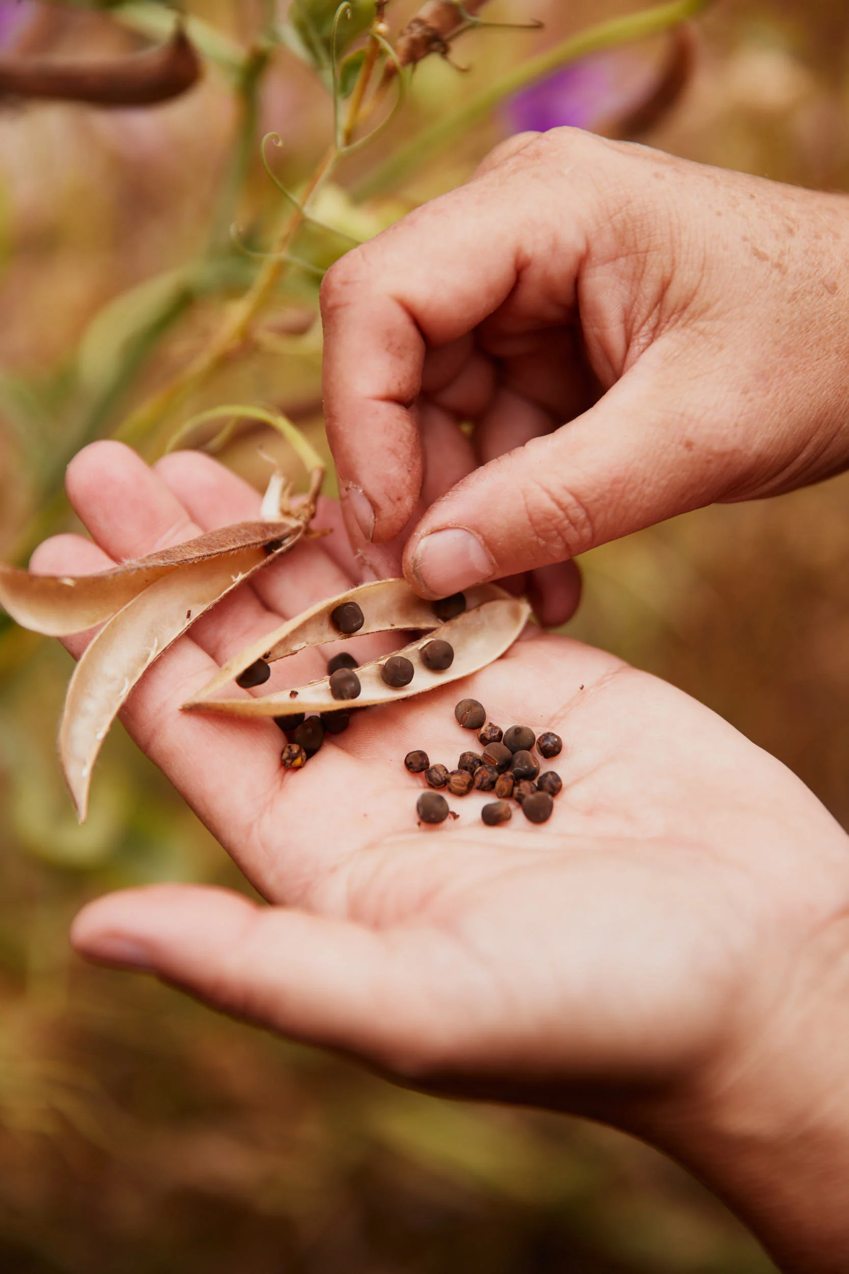 Pea Seeds PSM - 3 image b