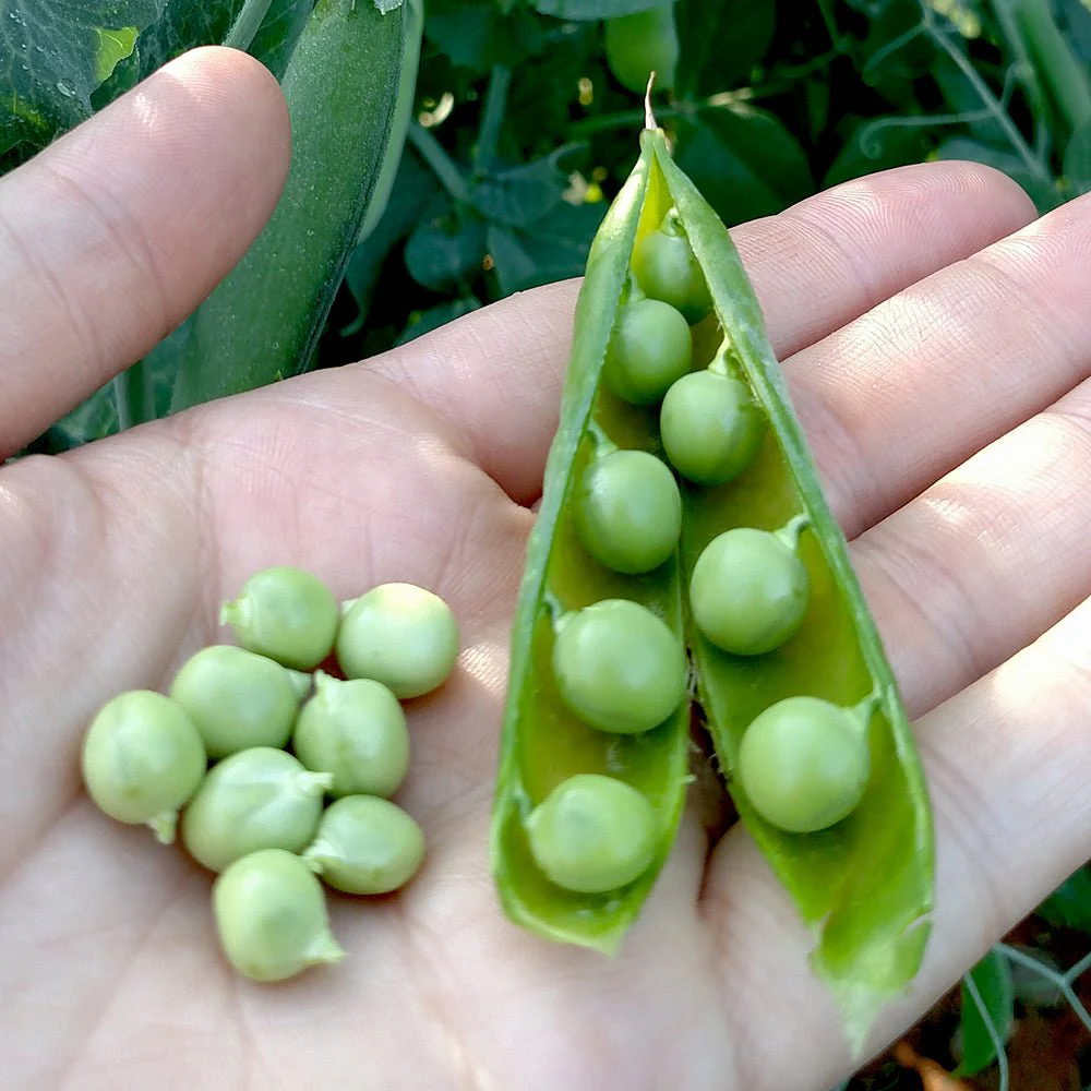 Pea Seeds PSM - 3 image c