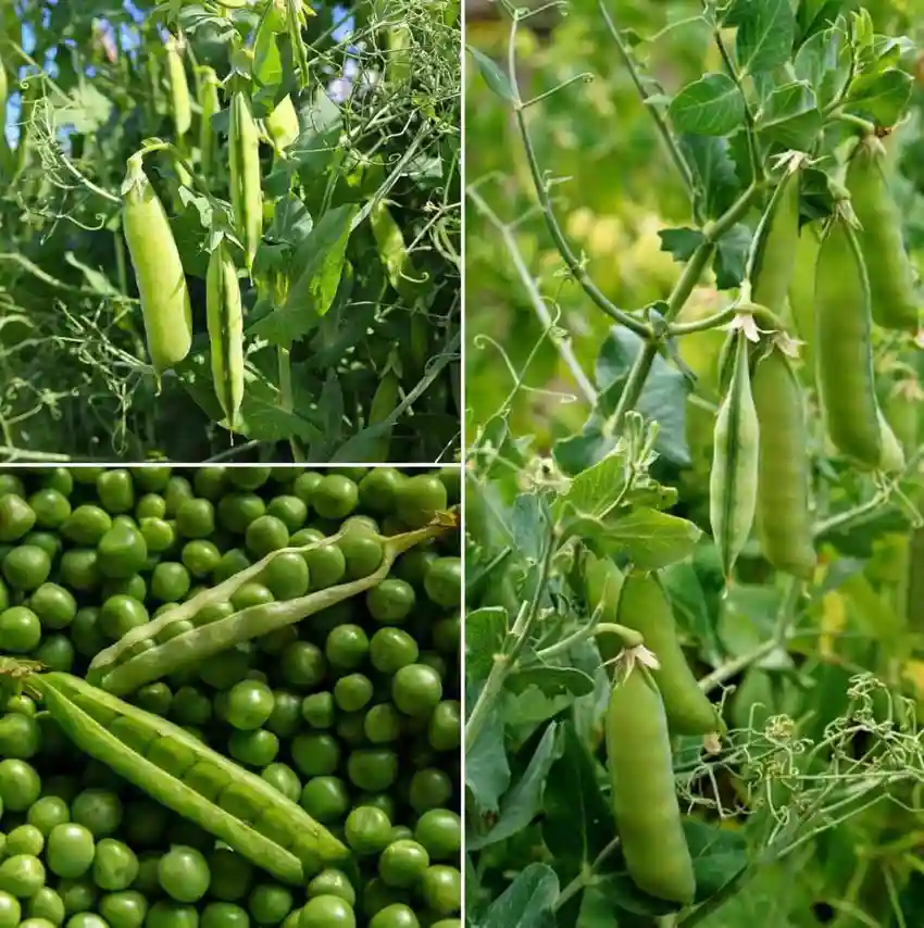 Pea Seeds AP - 3 image a