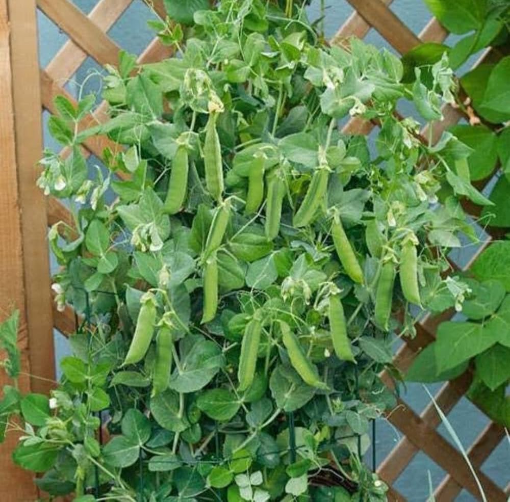 Pea Seeds AP - 3 image b