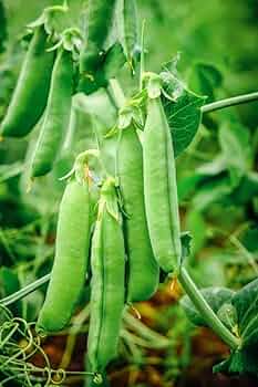 Pea Seeds AP - 3 image d