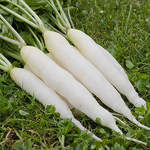 Radish Seeds Every White image b