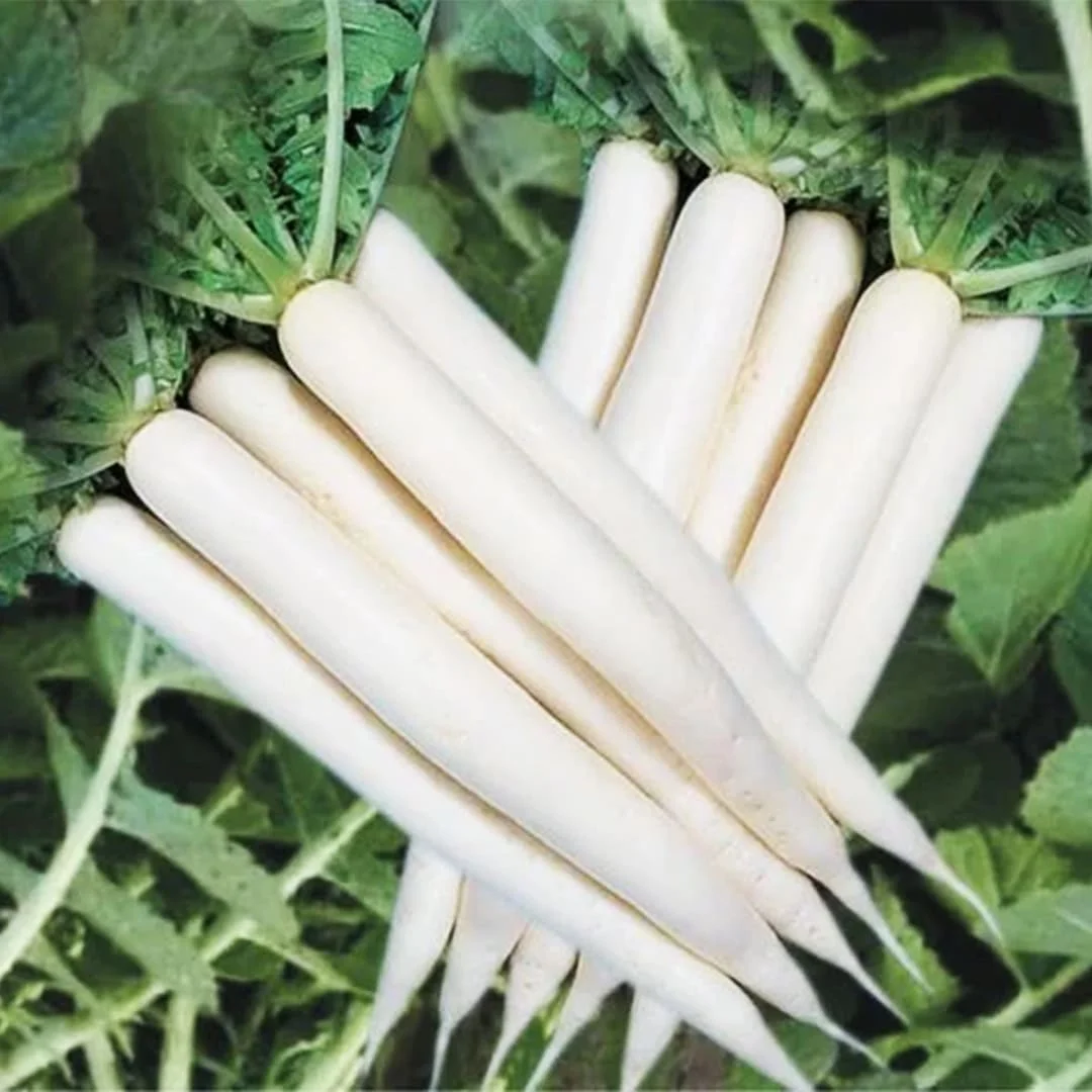 Radish Seeds Every White image d