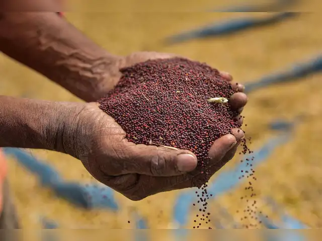 Mustard Seeds Improved Jyoti image a