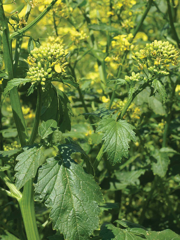 Mustard Seeds Improved Jyoti image b