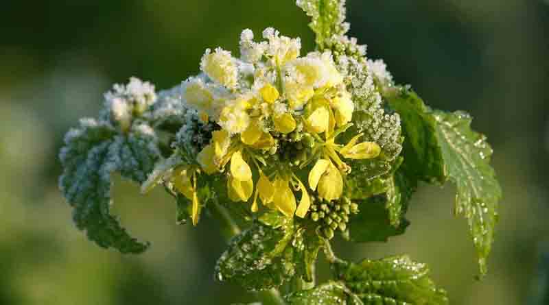Mustard Seeds Improved Jyoti image c