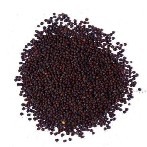 Mustard Seeds Improved Jyoti image d