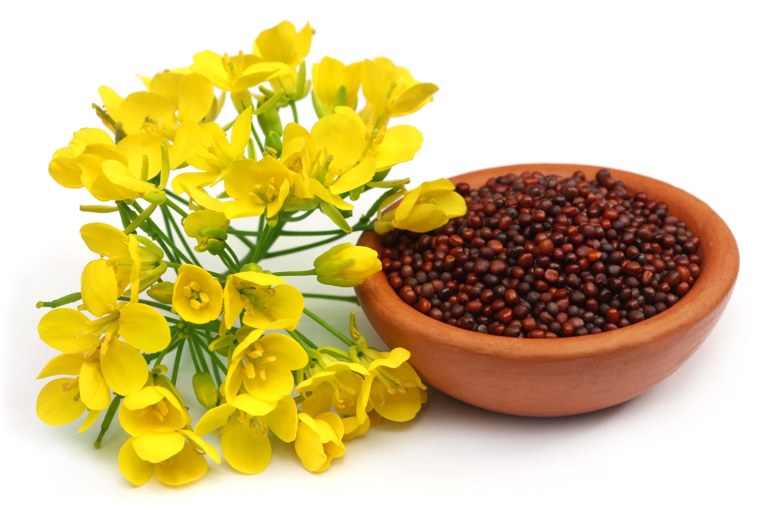 Mustard Seeds Jhumki image d