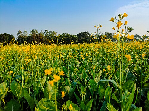 Mustard Seeds Heera image a