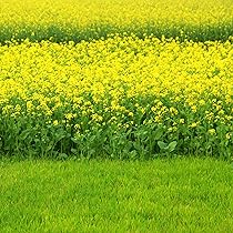 Mustard Seed Priya Gold image a