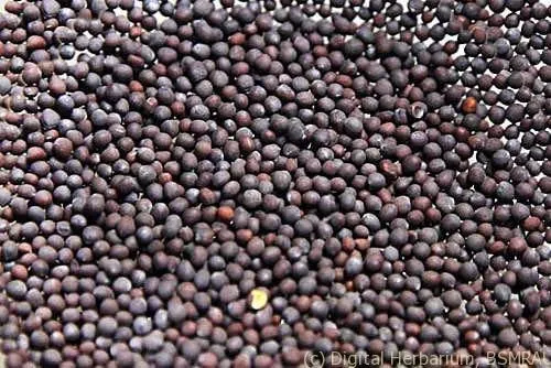 Mustard Seed Priya Gold image c