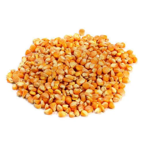 Maize P - 4092 image a