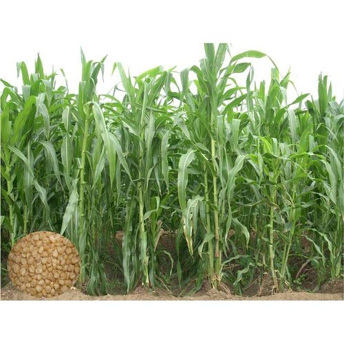 Maize P - 4092 image b