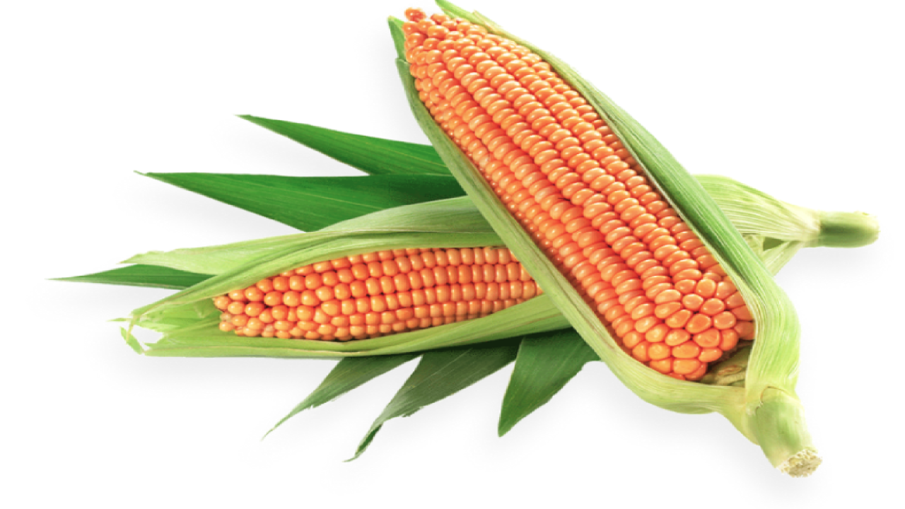 Maize P - 4092 image c