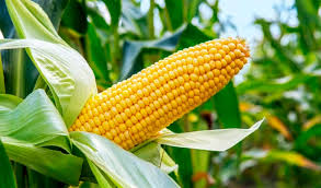 Maize P - 4092 image d