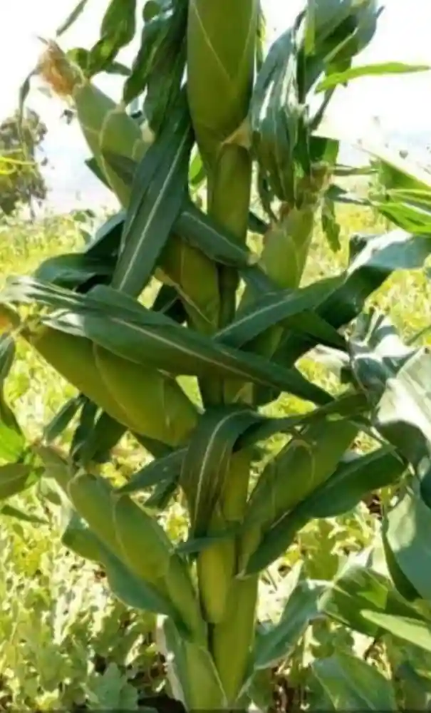 Maize 32K 52 image a