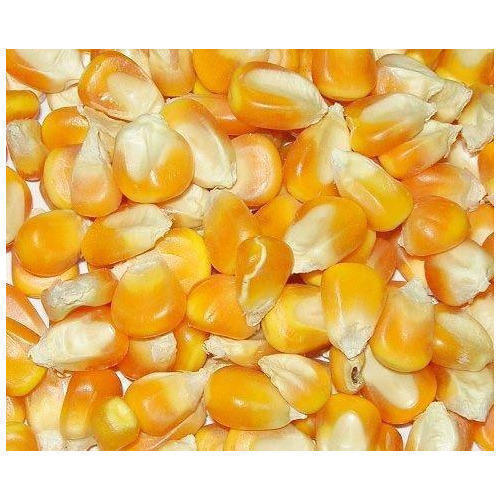 Maize 32K 52 image c