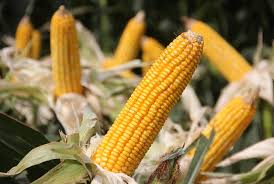 Maize 32K 52 image d