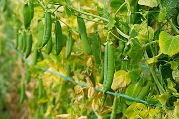 Pea Pally - 10 image a