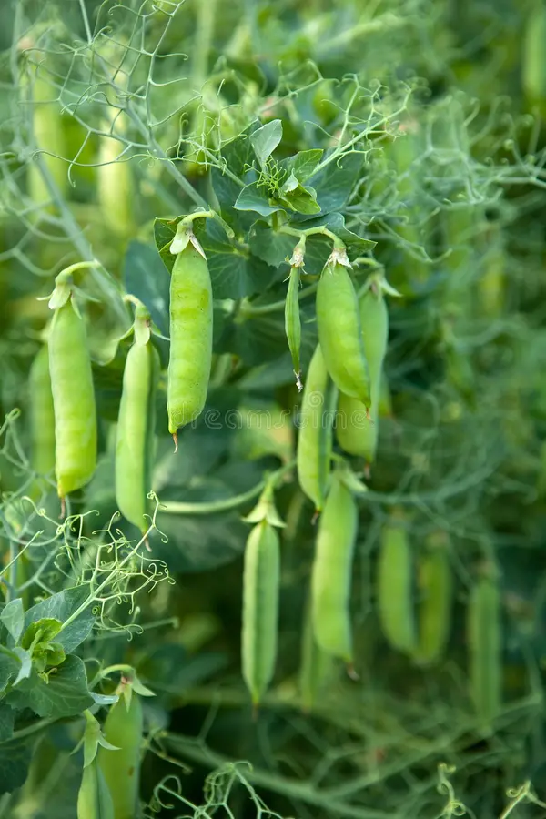 Pea Pally - 10 image b