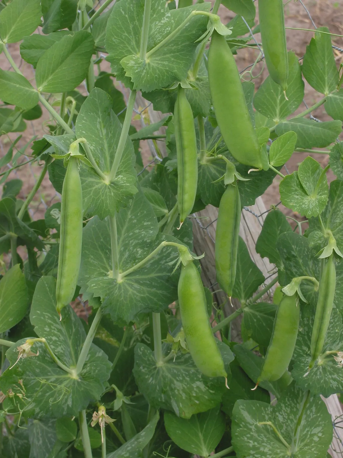 Pea Pally - 10 image c