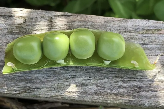 Pea Pally - 10 image d