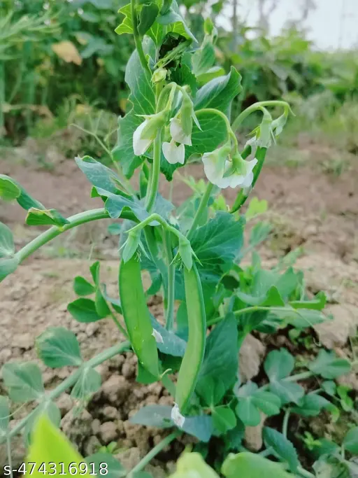 Pally Green SG image b