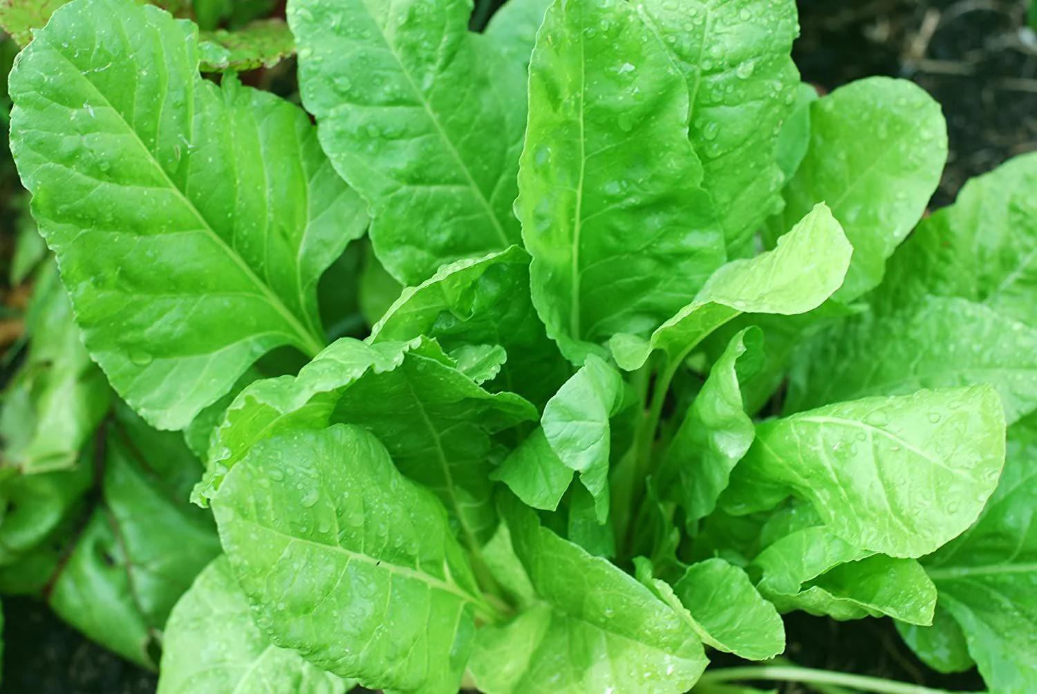 Palak All Green image b