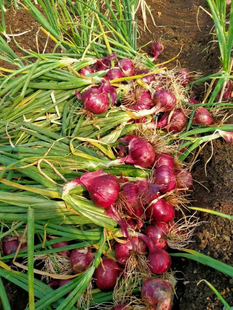 Onion (Nasik Red) image a